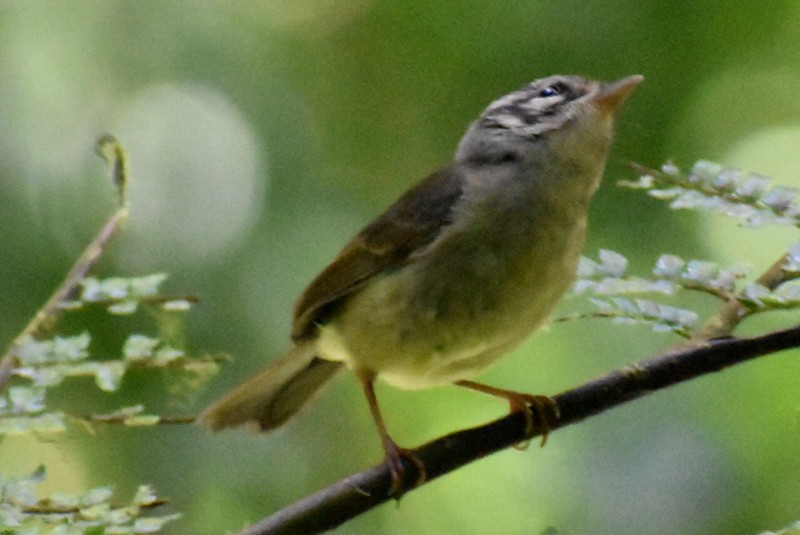 Costa Rican Warbler - ML636072159