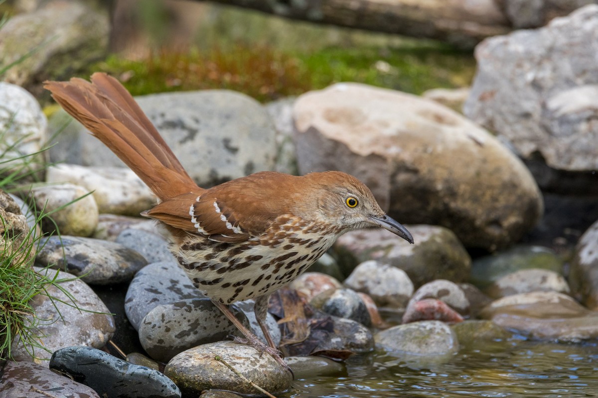 Brown Thrasher - ML636072263