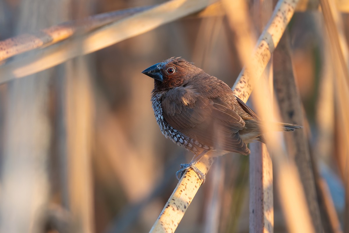 Scaly-breasted Munia - ML636072424