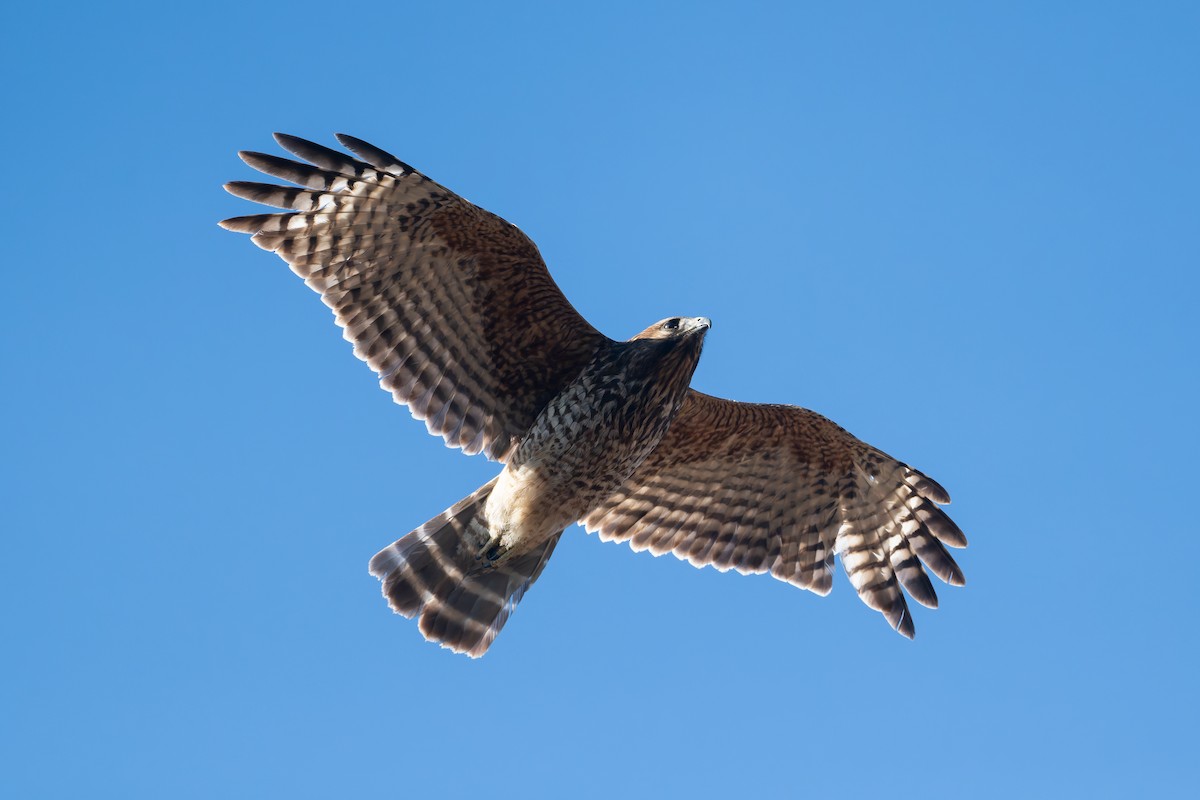 Red-shouldered Hawk - ML636072501