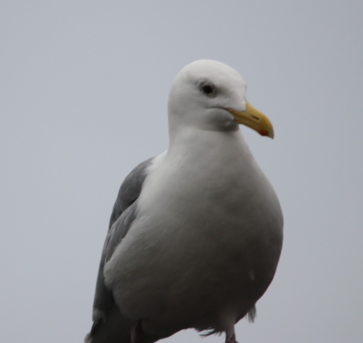 Glaucous-winged Gull - ML636072570