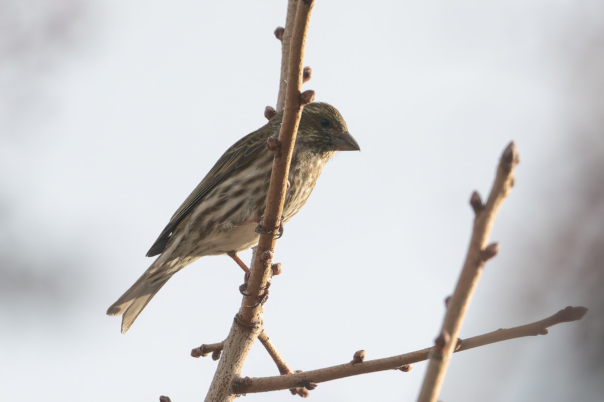 Purple Finch - ML636072580