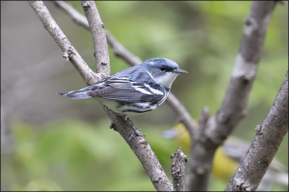 Cerulean Warbler - ML636072616