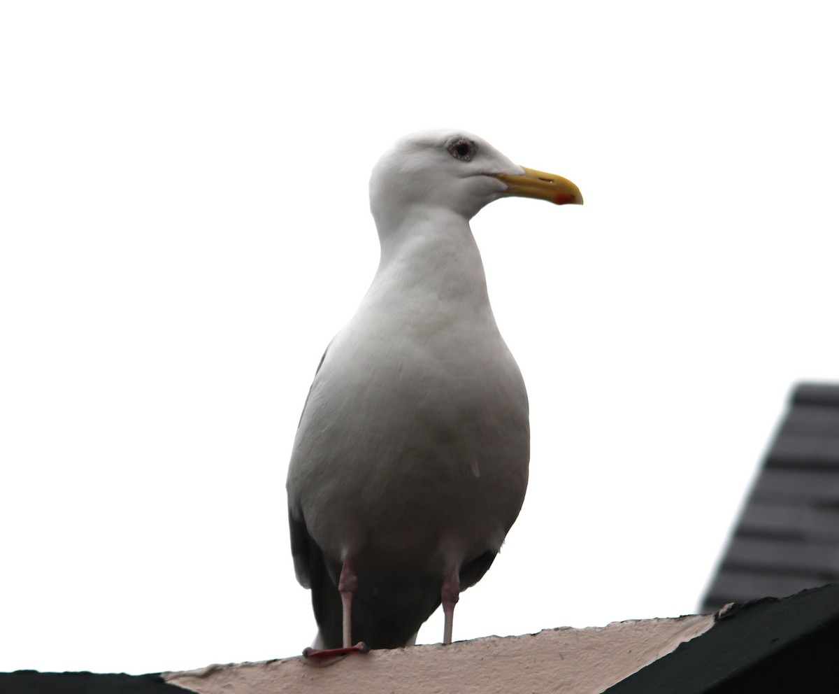 Glaucous-winged Gull - ML636072620