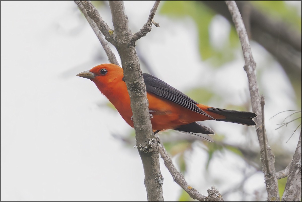 Scarlet Tanager - ML636072627