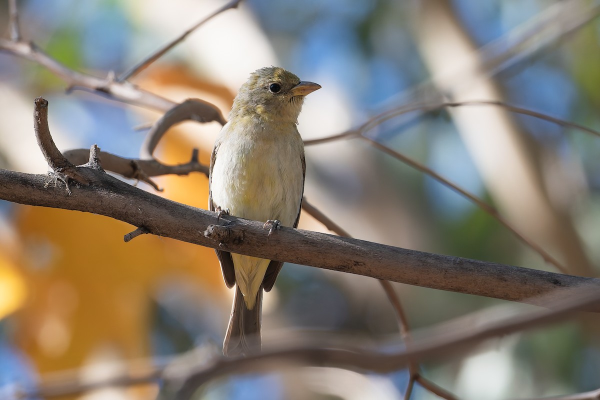 Western Tanager - ML636072631