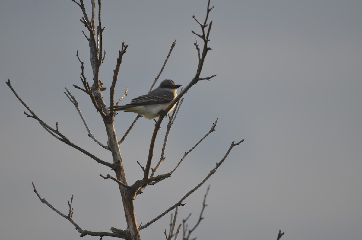 Gray Kingbird - ML636072637