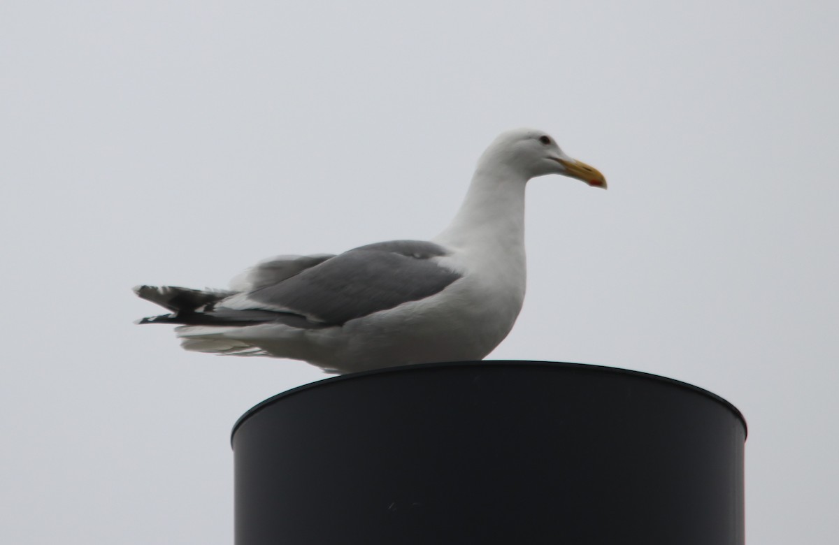 Glaucous-winged Gull - ML636072638