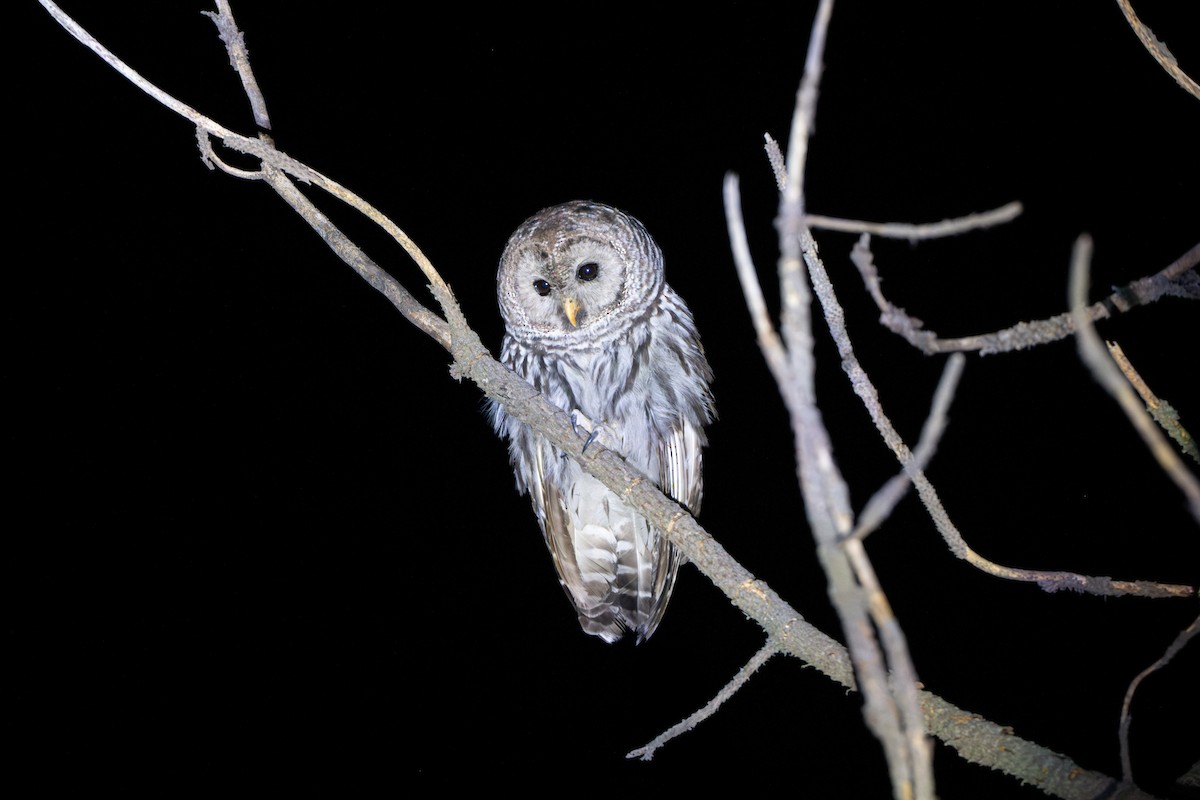 Cinereous Owl - ML636072694