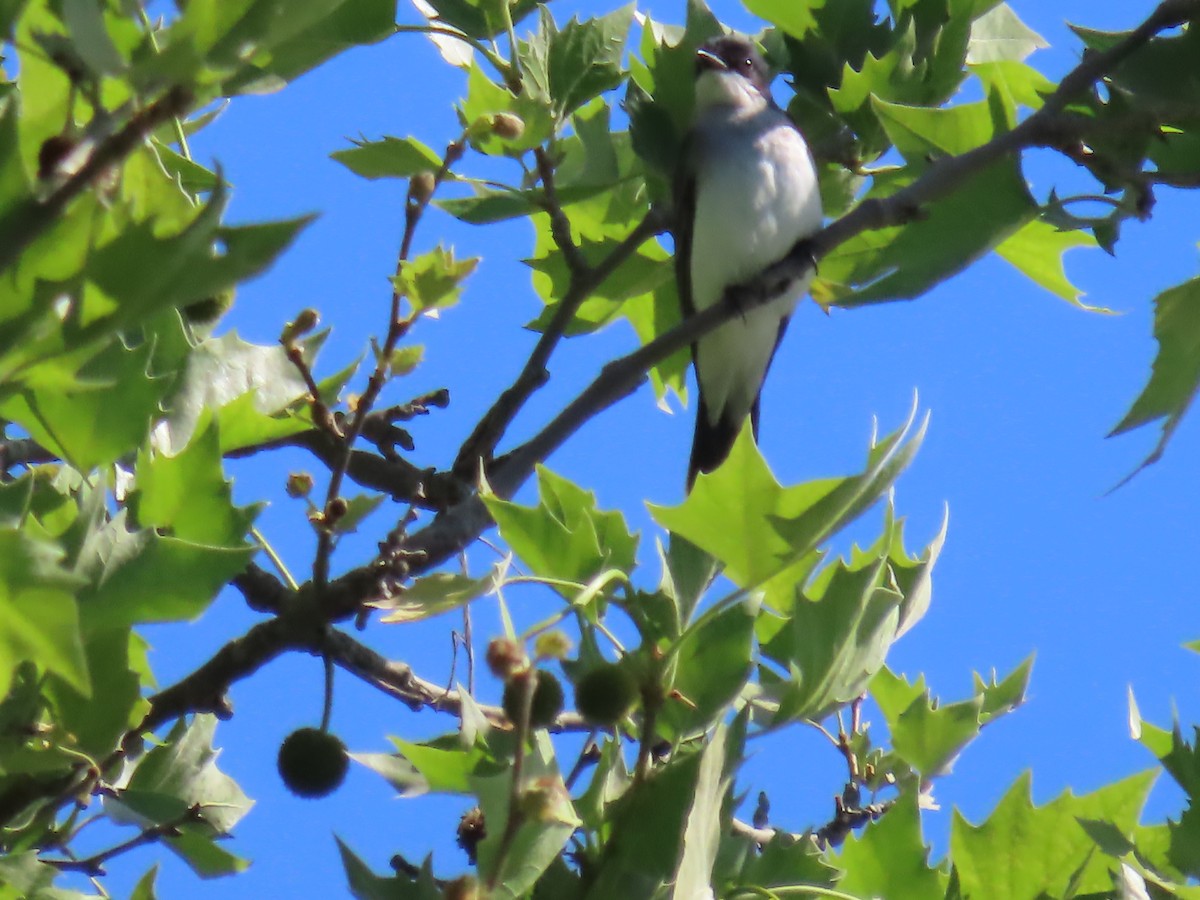 Eastern Kingbird - ML636072725