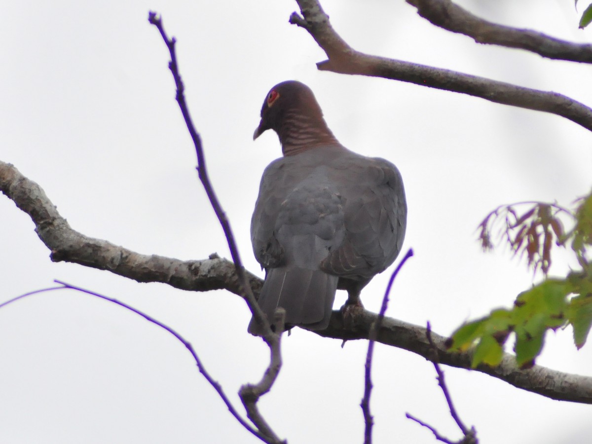 Scaly-naped Pigeon - ML636072730