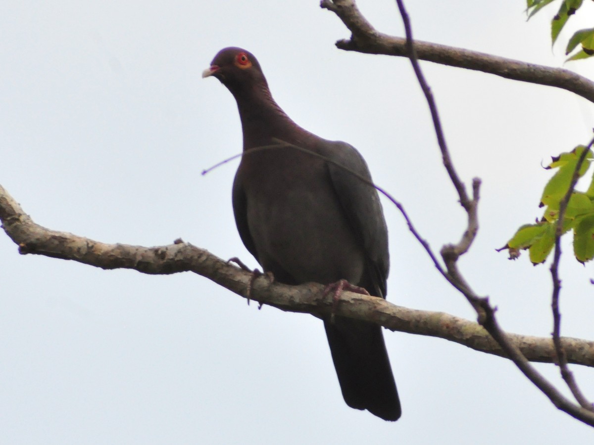 Scaly-naped Pigeon - ML636072732