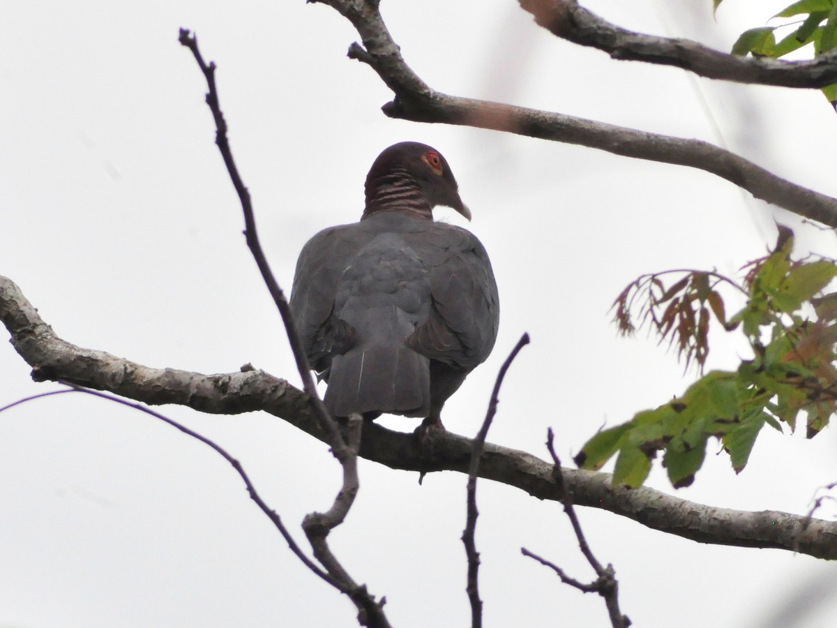 Scaly-naped Pigeon - ML636072733