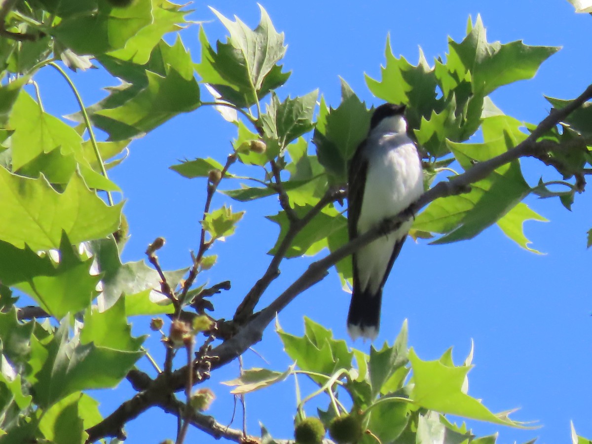 Eastern Kingbird - ML636072797