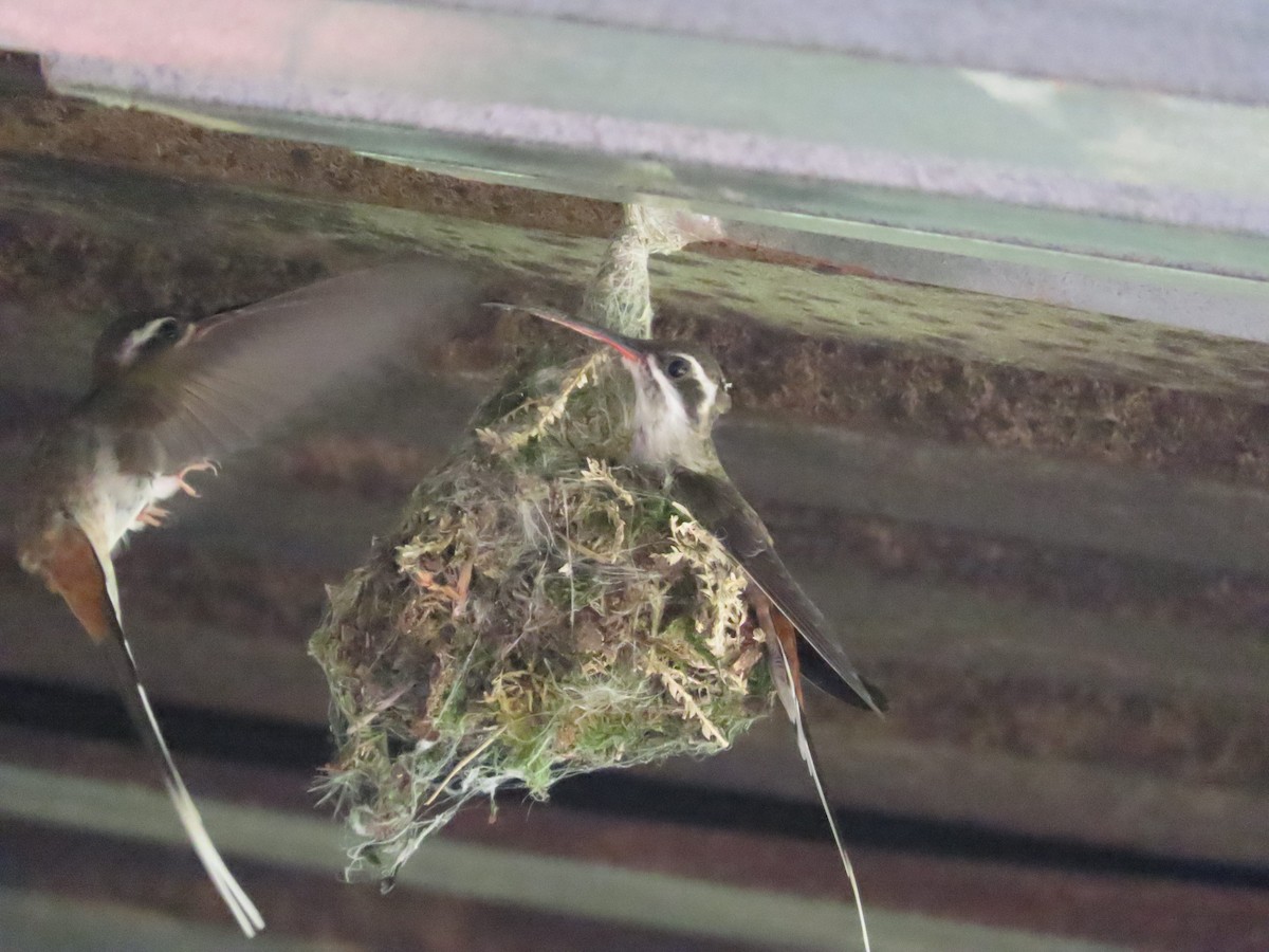 Sooty-capped Hermit - ML636072829