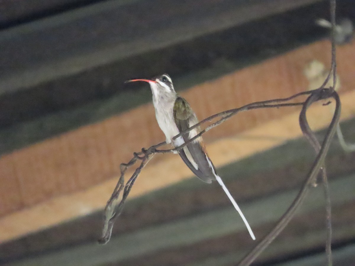 Sooty-capped Hermit - ML636072831