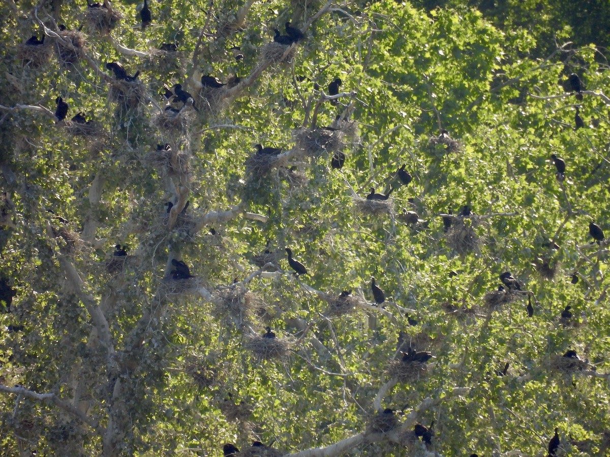 Cormoran à aigrettes - ML636072847