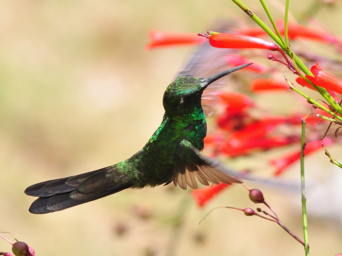 Cuban Emerald - ML636072916