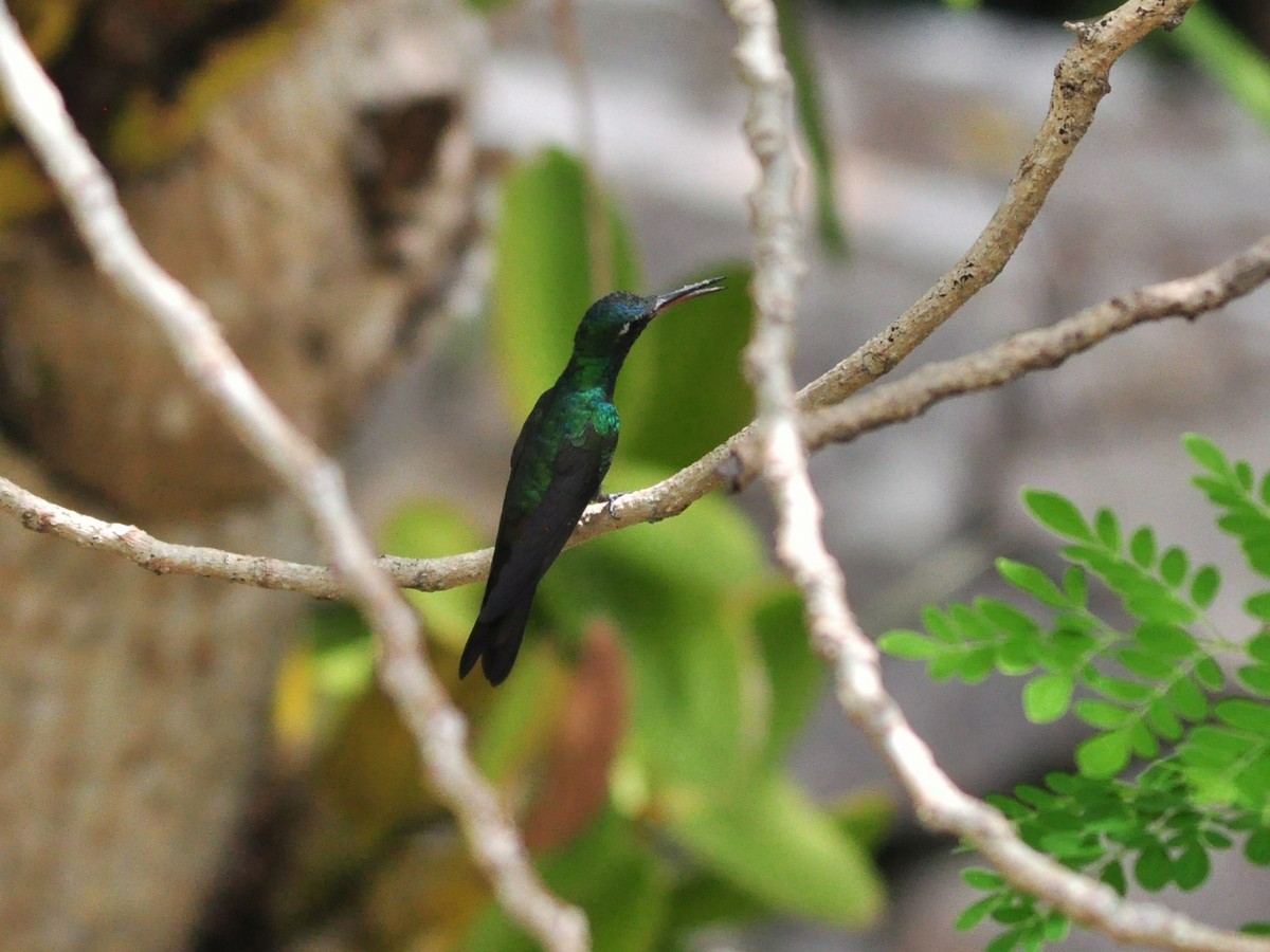 Cuban Emerald - ML636072917