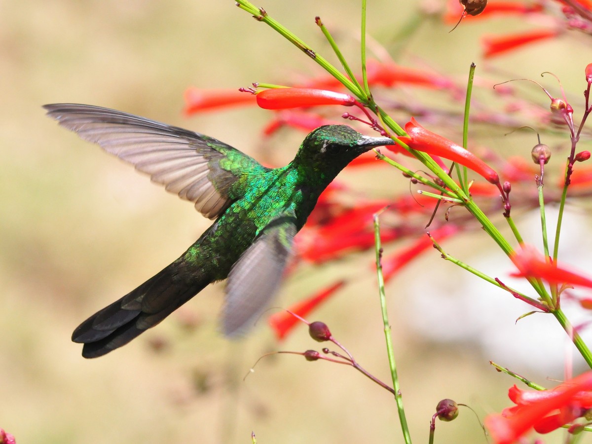 Cuban Emerald - ML636072918