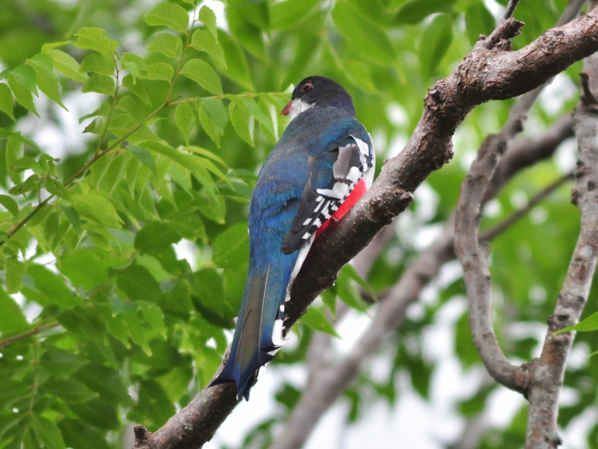 Cuban Trogon - ML636072977