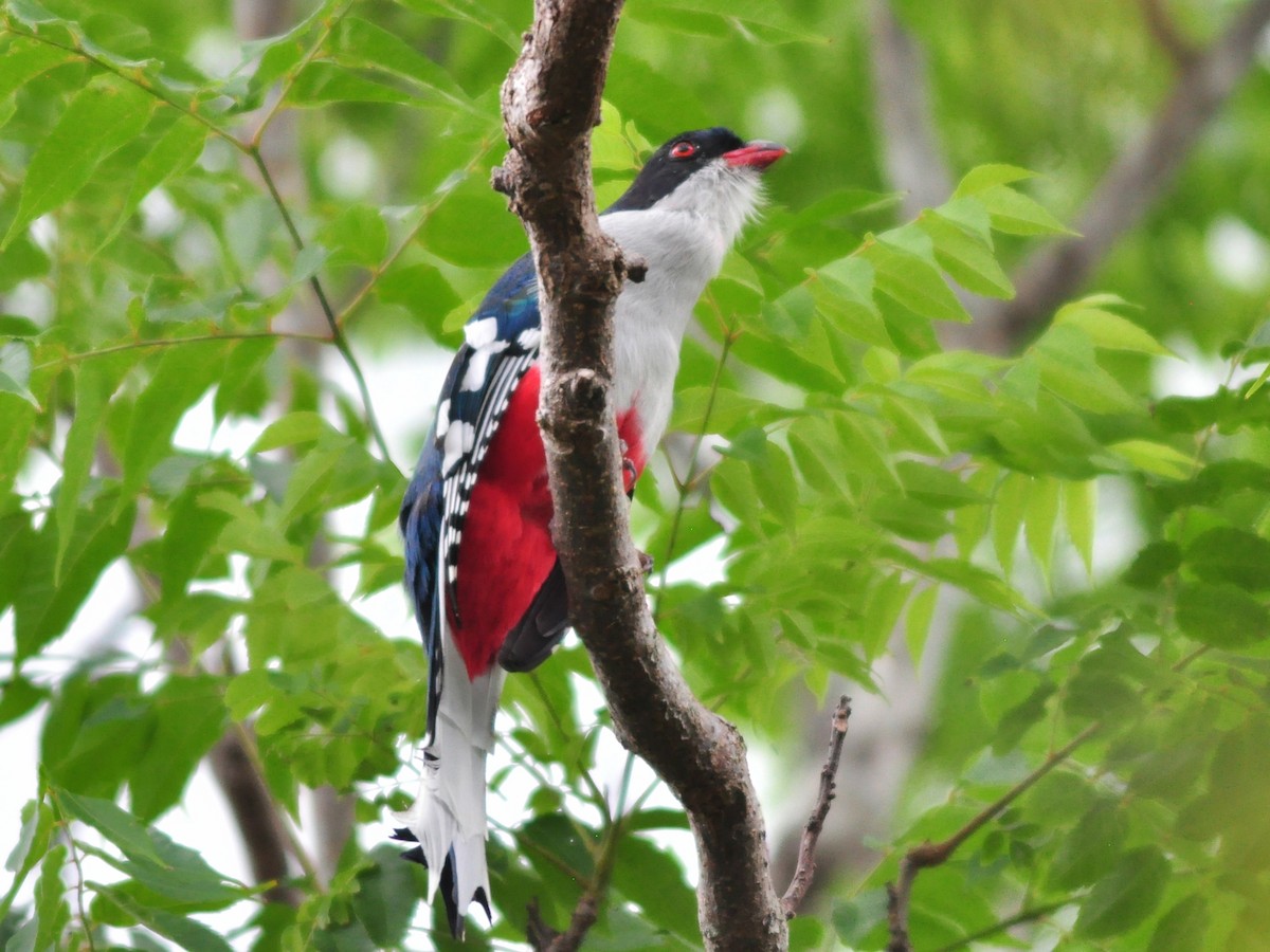Cuban Trogon - ML636072978