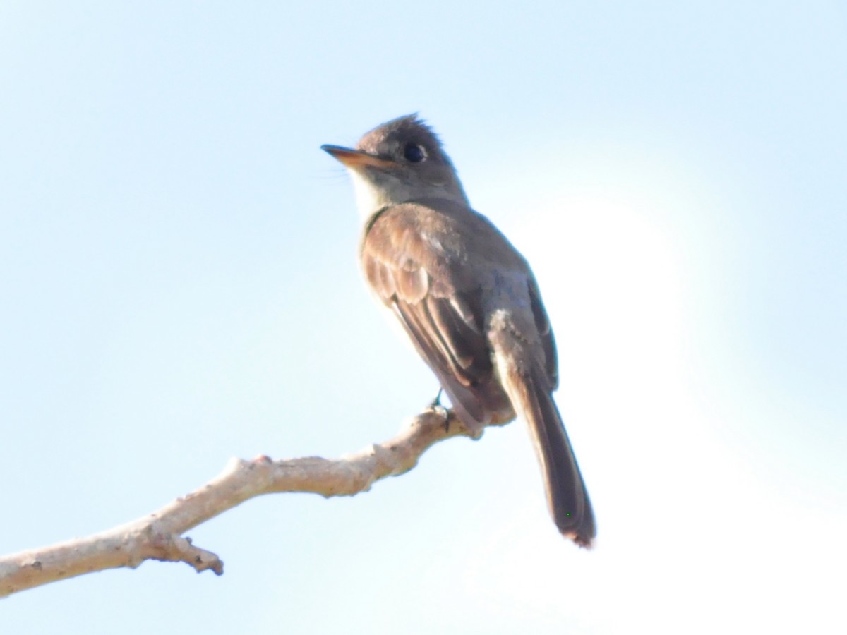 Cuban Pewee - ML636073027