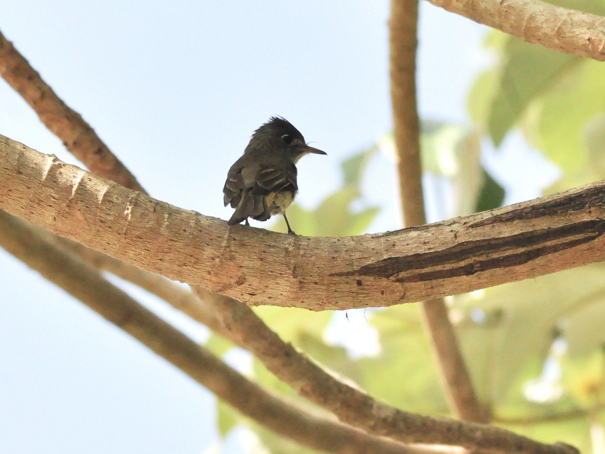 Cuban Pewee - ML636073028