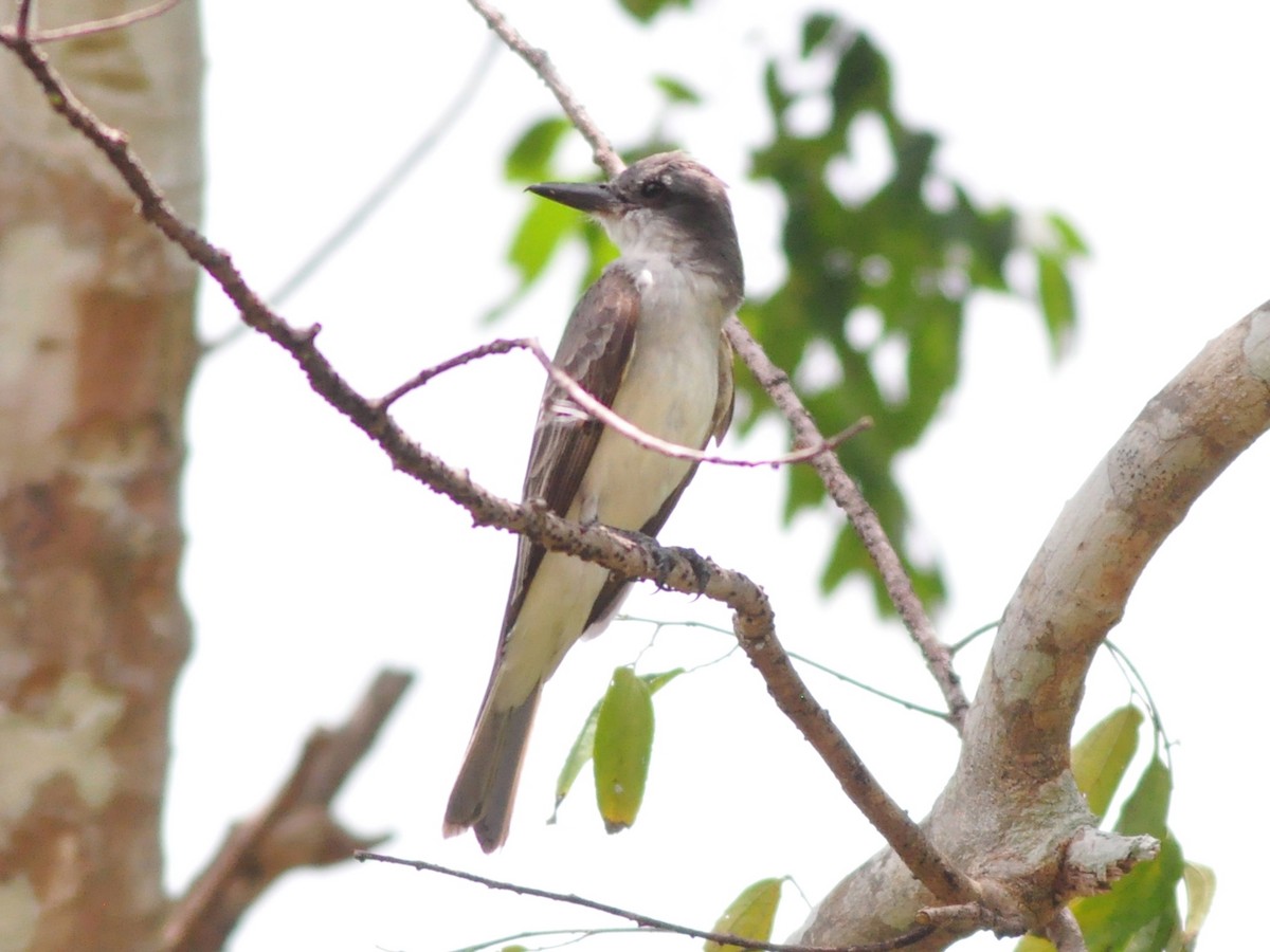 Gray Kingbird - ML636073043