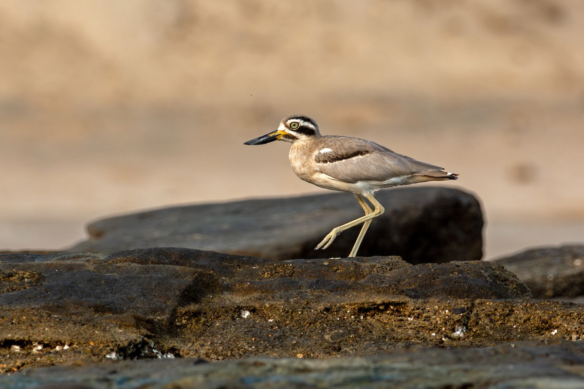 Great Thick-knee - ML636073195