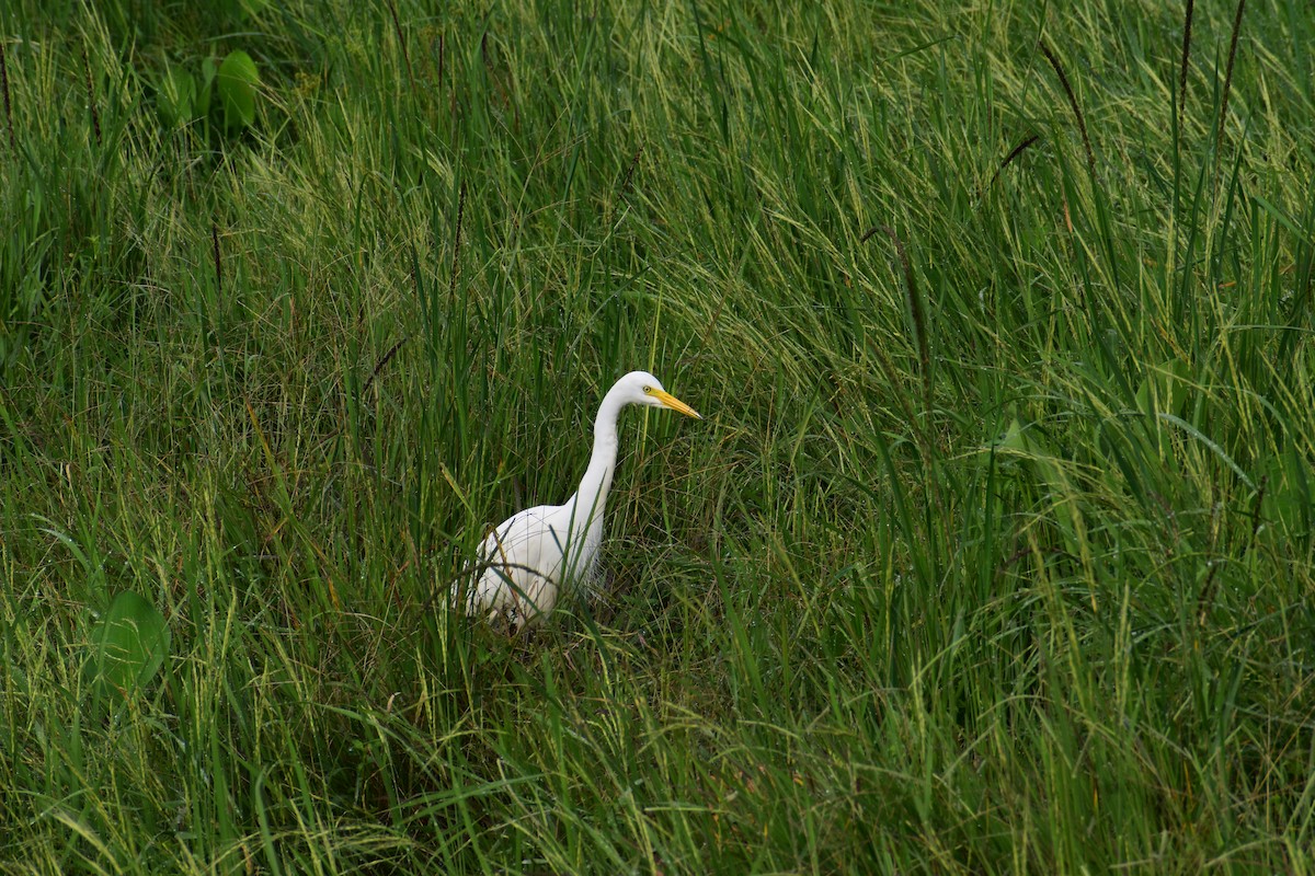 Medium Egret - ML636073212