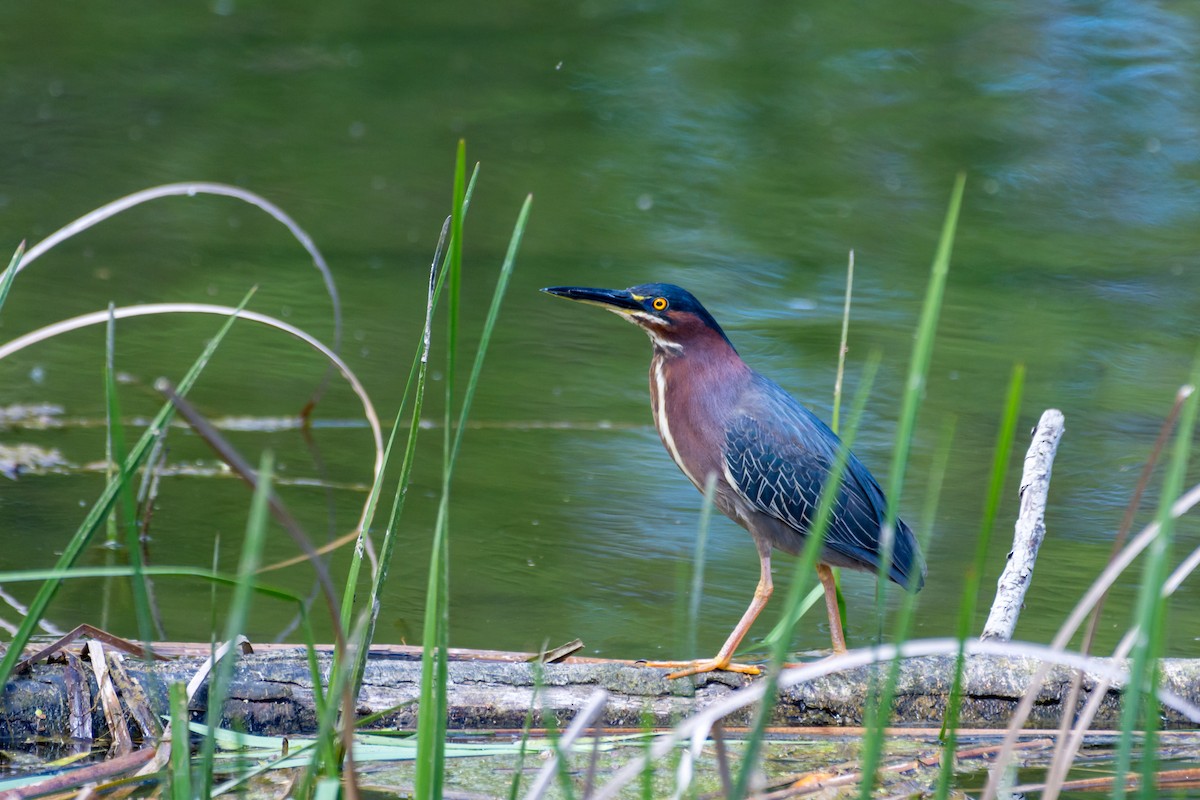 Green Heron - ML636073245
