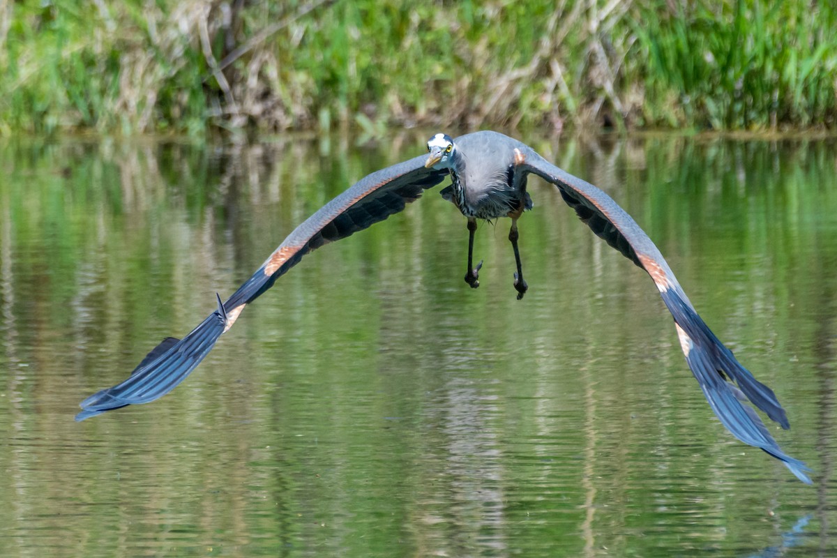 Great Blue Heron - ML636073268