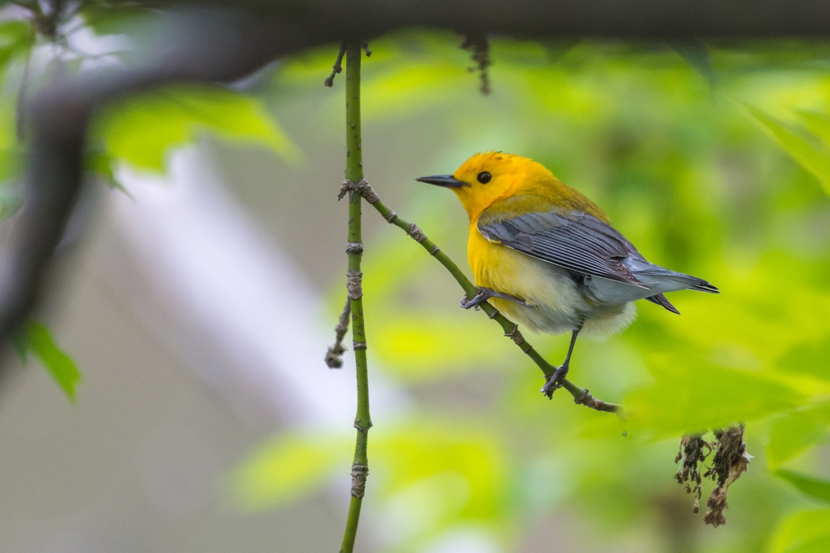 Prothonotary Warbler - ML636073285