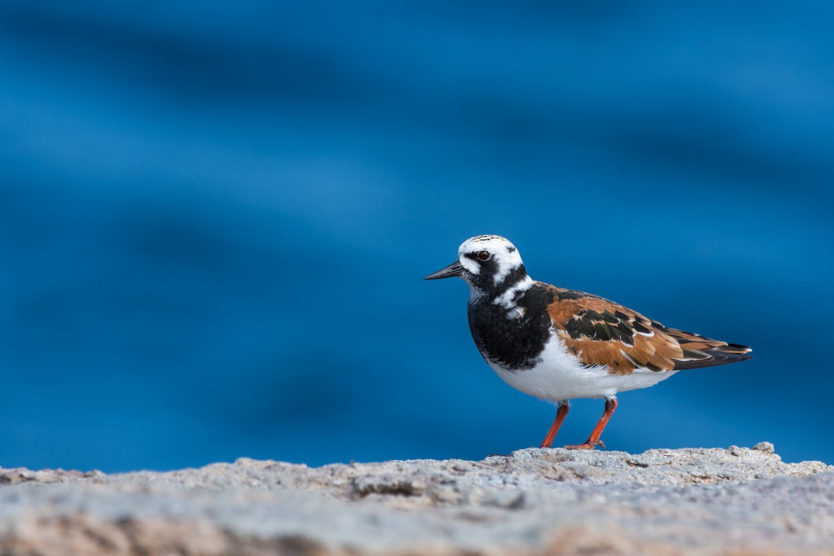 Ruddy Turnstone - ML636073376