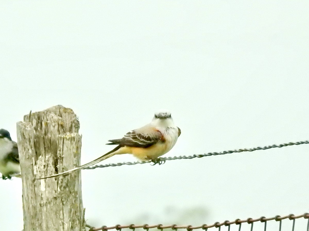 Scissor-tailed Flycatcher - ML636073441