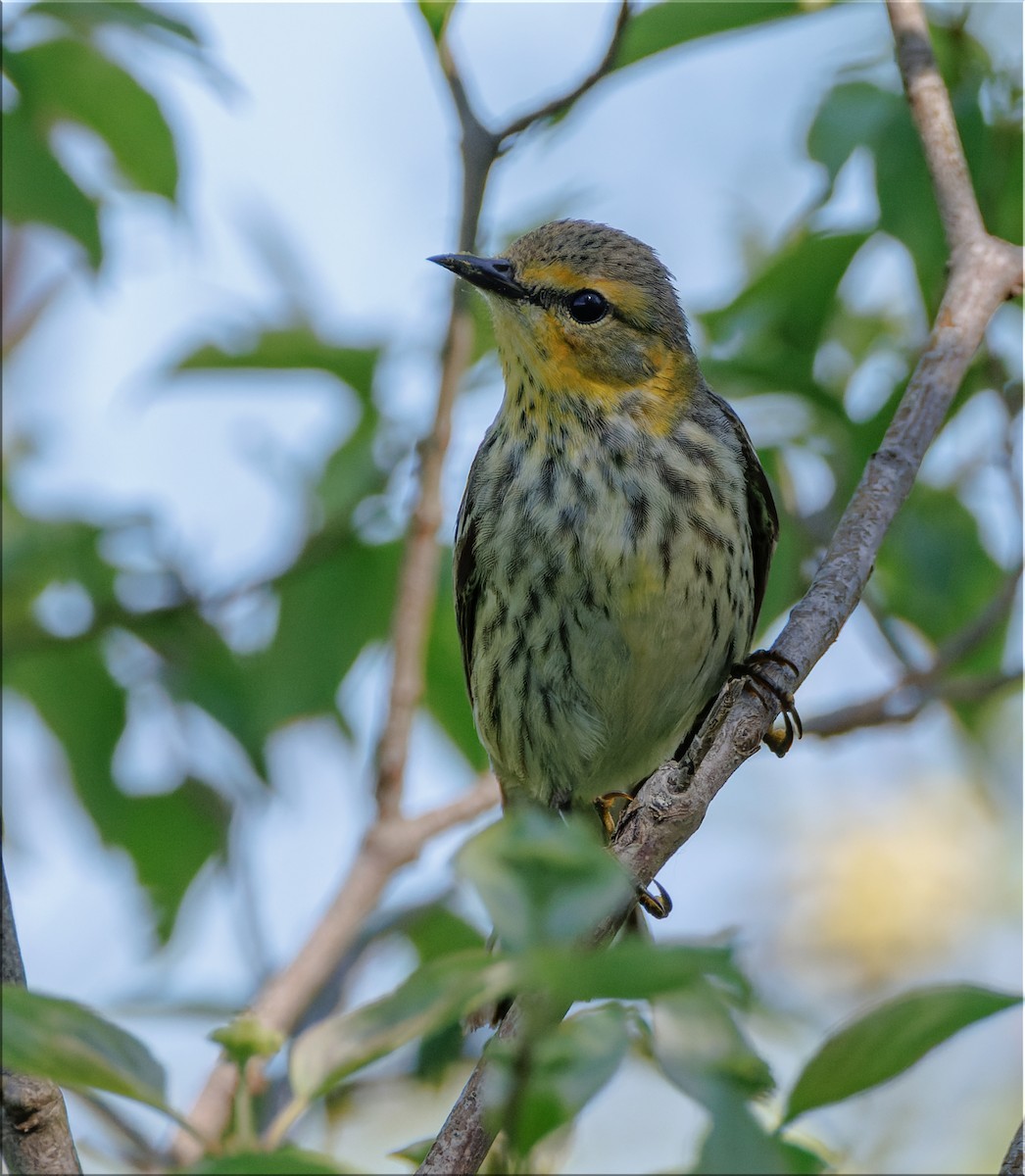 Cape May Warbler - ML636073466