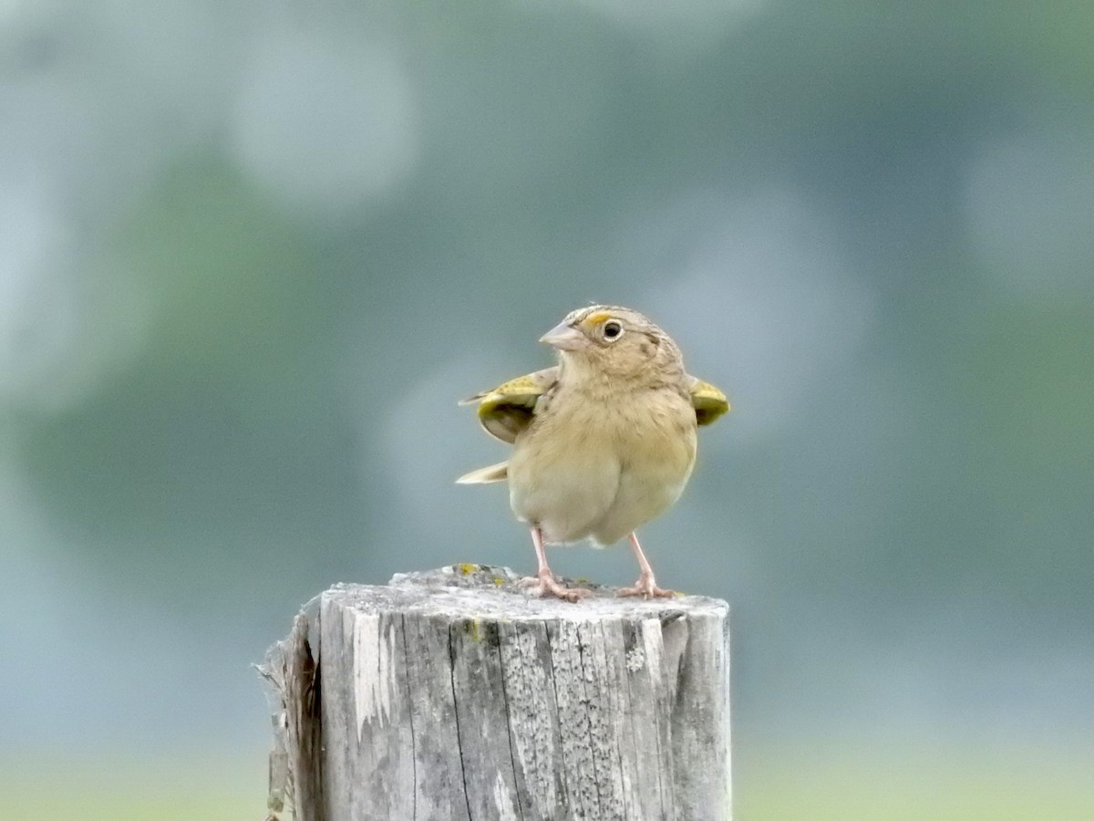 Grasshopper Sparrow - ML636073469