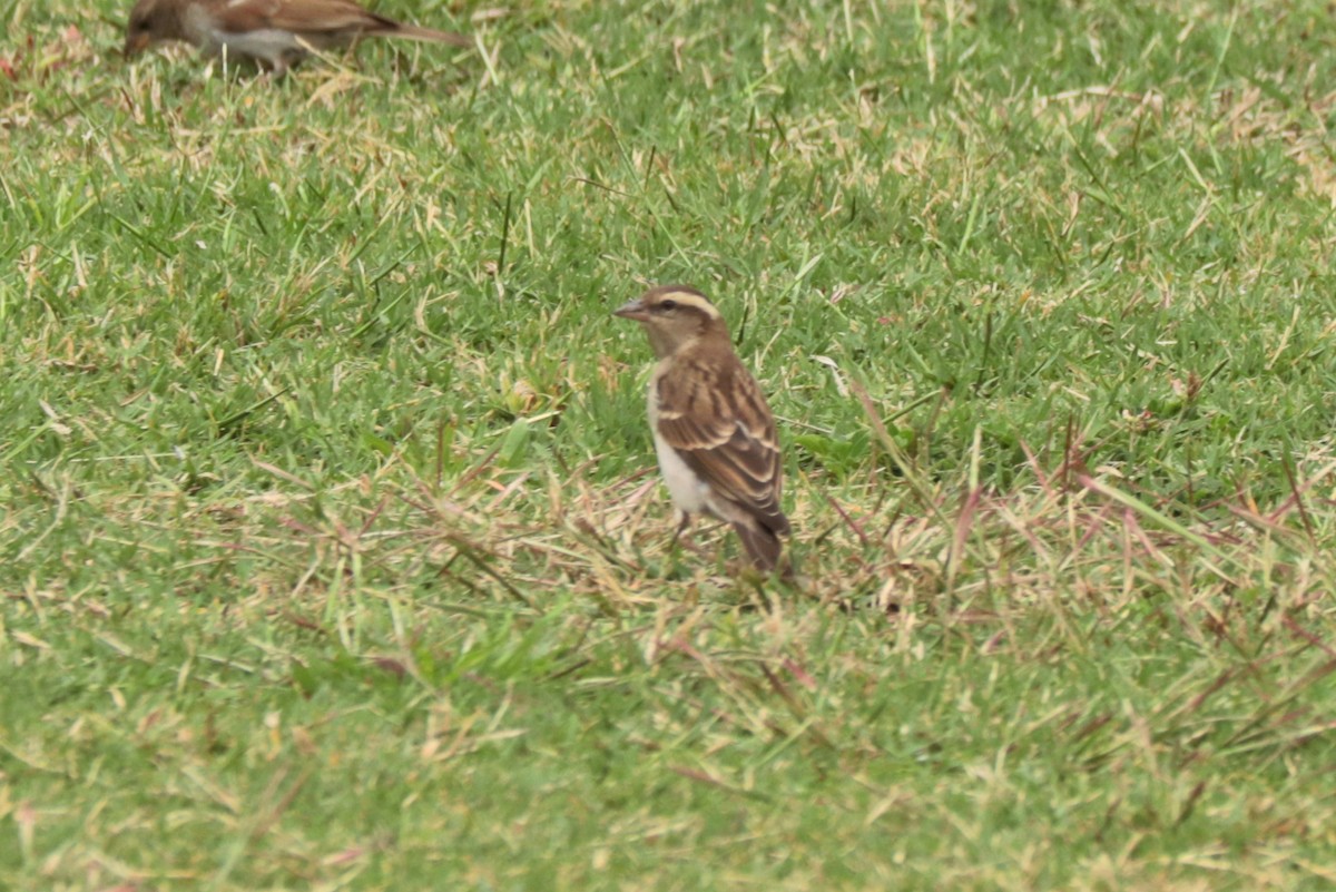 Yellow-throated Bush Sparrow - ML636073470