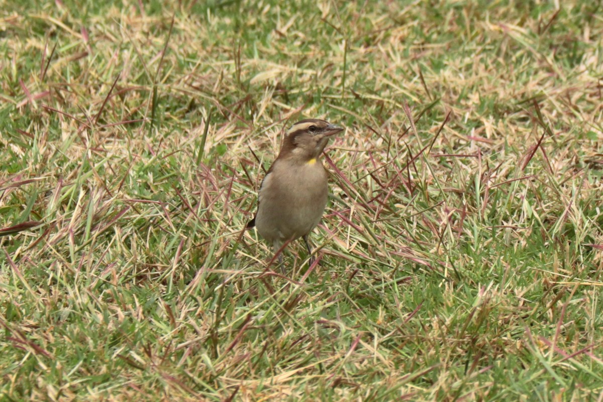 Yellow-throated Bush Sparrow - ML636073477