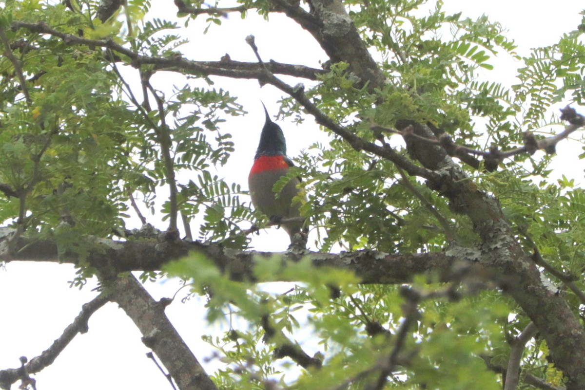 Eastern Miombo Sunbird - ML636073496