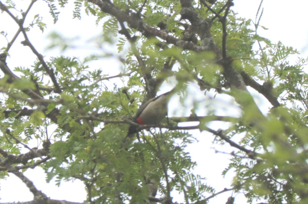 Eastern Miombo Sunbird - ML636073497