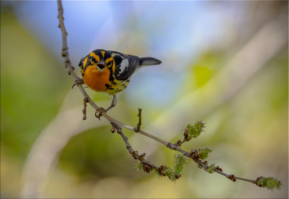 Blackburnian Warbler - ML636073535