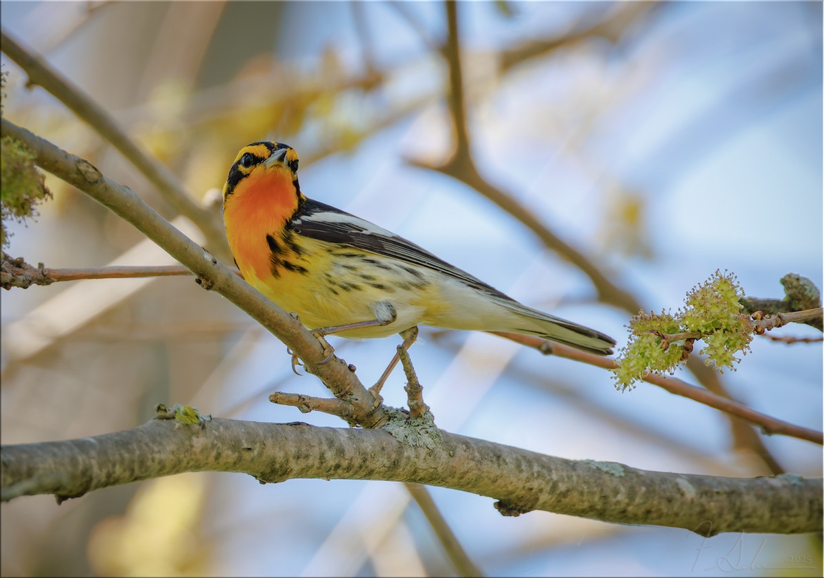 Blackburnian Warbler - ML636073536