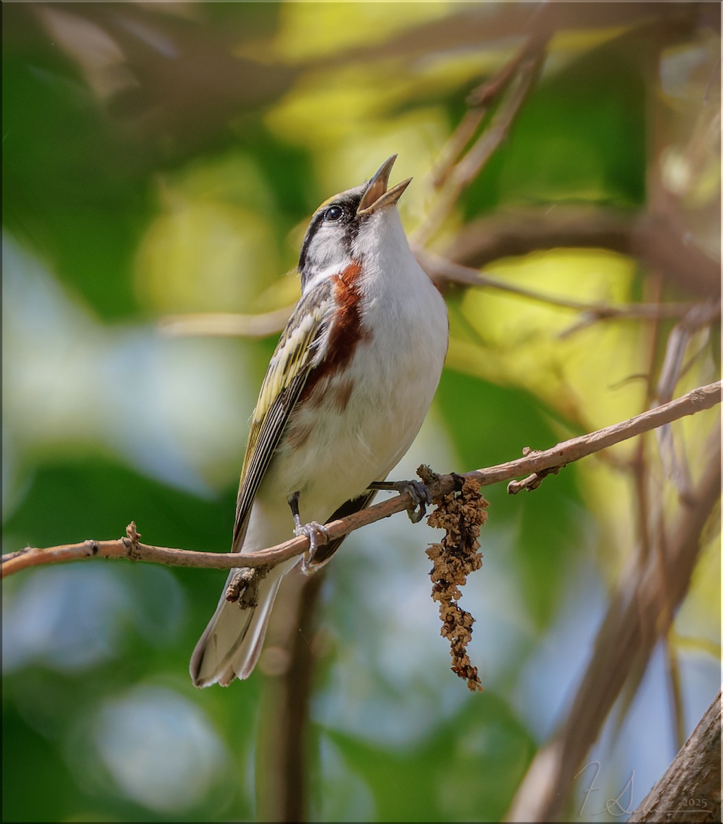 Chestnut-sided Warbler - ML636073566