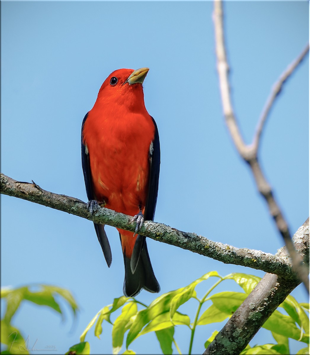 Scarlet Tanager - ML636073599