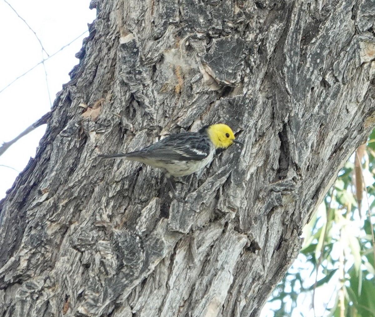 Paruline à tête jaune - ML636073649