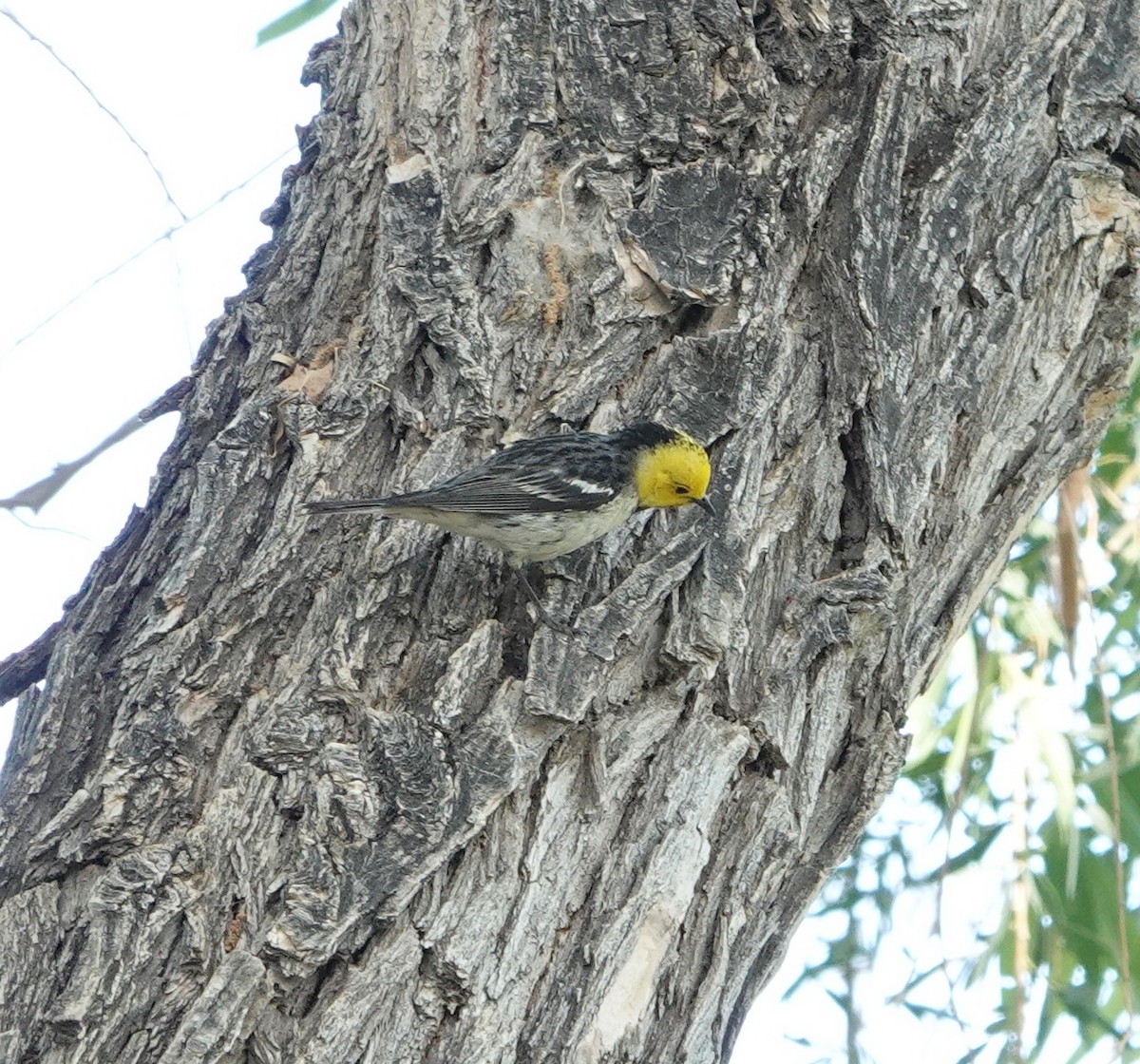 Paruline à tête jaune - ML636073650