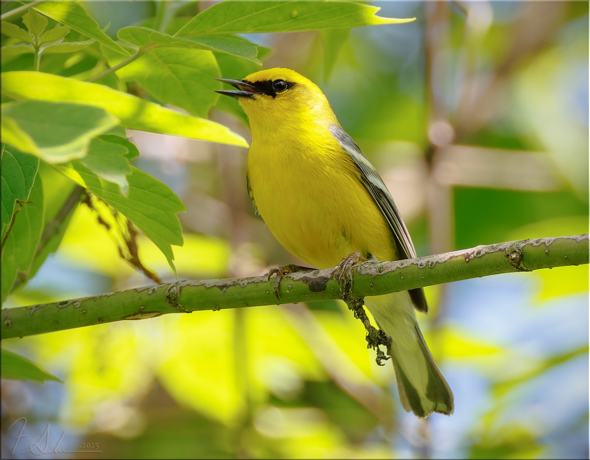 Blue-winged Warbler - ML636073670