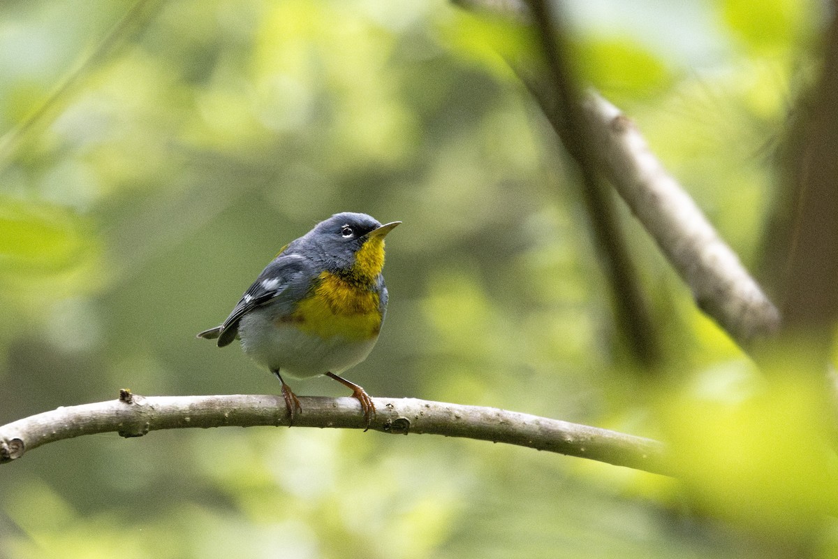 Northern Parula - ML636073736